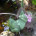 Garden decoration