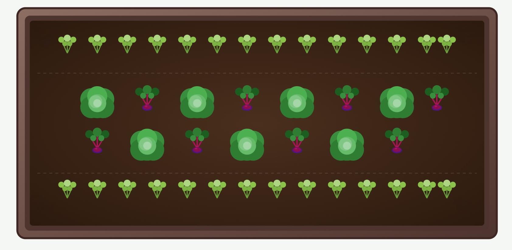 Companion planting plan 4 – cabbage, beetroot and celery in a raised garden bed